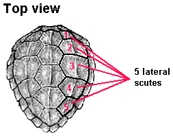 5scutes-b