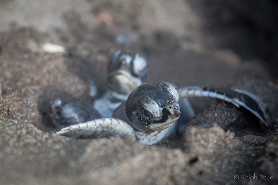 tort hatchlings - ralph pace